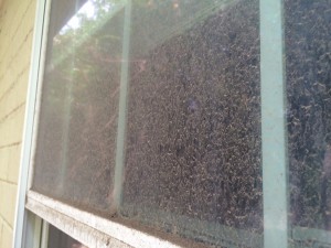 exterior window cleaner