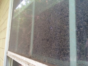 exterior window cleaning services